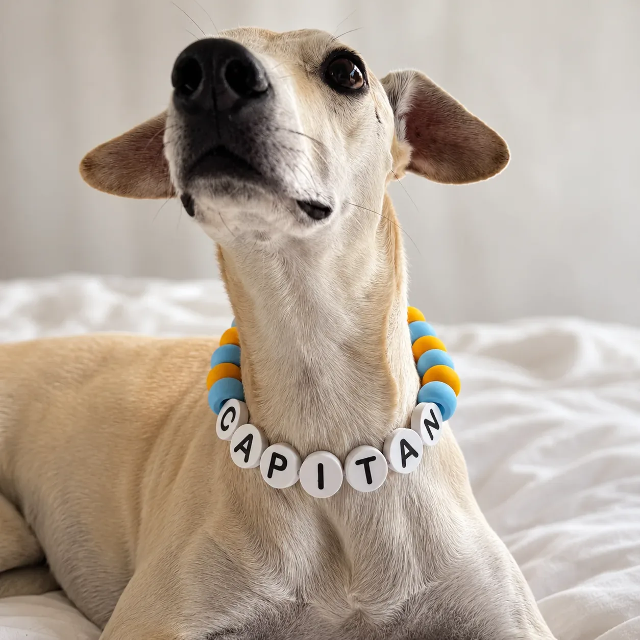 Collar Jumbo