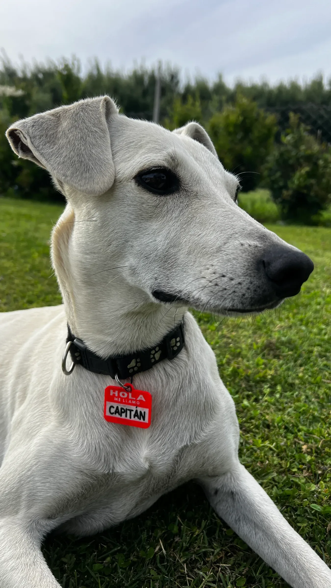 Chapita Personalizada con diseño exclusivo