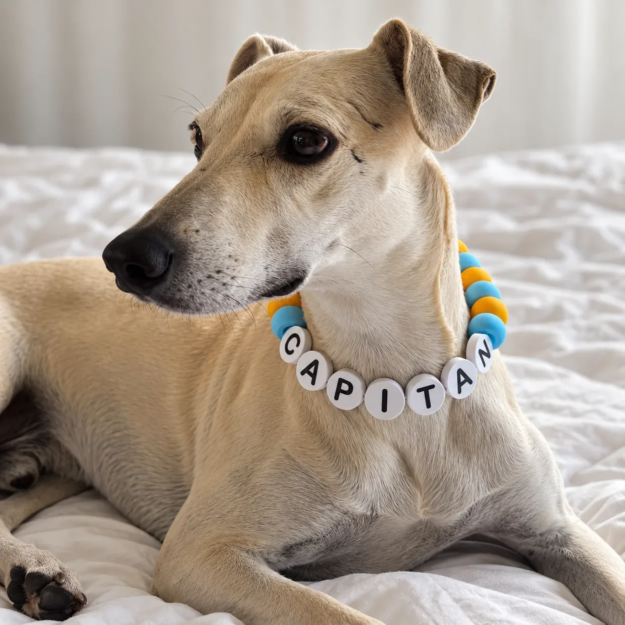 Collar Jumbo